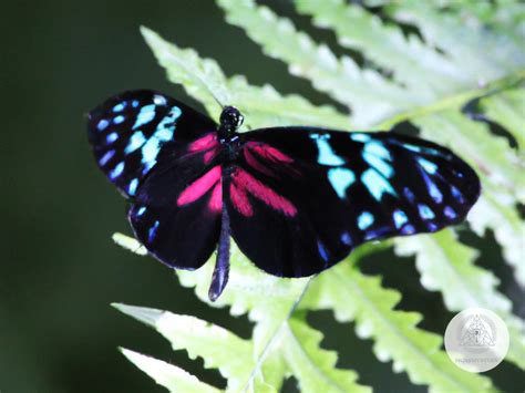 Butterfly Symbolism in Various Cultures