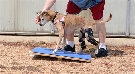 Canine Rehabilitation: Fulfilling Your Furry Friend's Ambitious Limb Aspirations