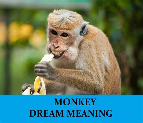 Captivating Examples of Carrying a Monkey in Dreams