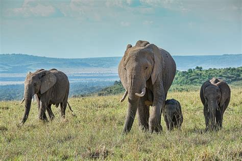 Captivating Moments: Photographing Pachyderms in their Aquatic Abode