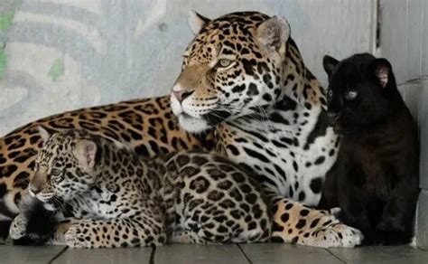 Capturing the Enchanting Beauty of Jaguar Cubs through the Art of Photography