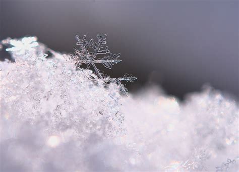 Capturing the Fragility of Snowflakes: Tips for Macro Photography