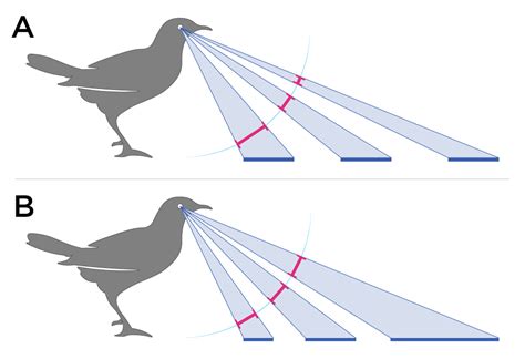 Capturing the Vision: Experiencing the World with a Bird's Eye Perspective