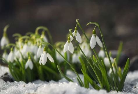 Caring for Snowy Blooms: Crucial Tips for Prolonged Radiance