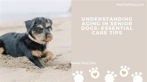 Caring for Your Aging Canine Companion: Essential Tips for Ensuring their Wellbeing