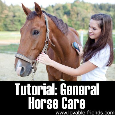 Caring for Your Equine Friend: Tips for Responsible Horse Ownership