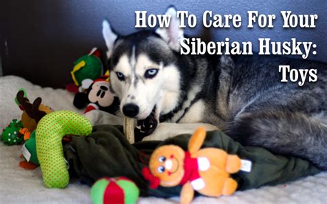 Caring for a Young Husky: Vital Suggestions and Recommendations