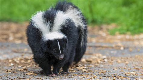 Caring for a Young Skunk: Essential Guidelines for Diet, Health, and Hygiene