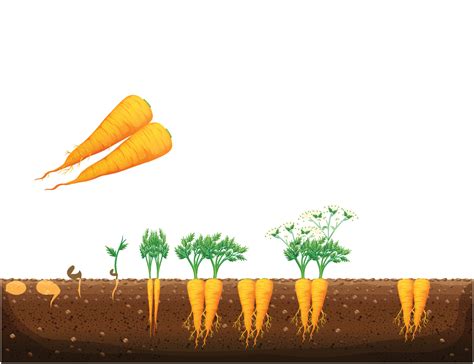 Carrots as Symbols of Transformation and Growth in Dreams