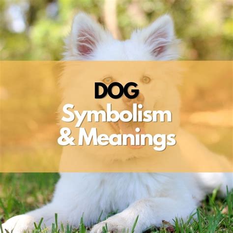 Cat and Dog Symbolism in Various Cultures and Religions