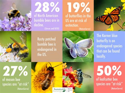 Challenges and Threats to the Solitary Pollinators