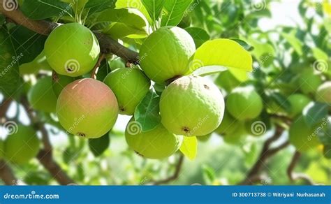 Chasing Dreams among the Guava Branches: Fulfillment in Guava Tree Climbing