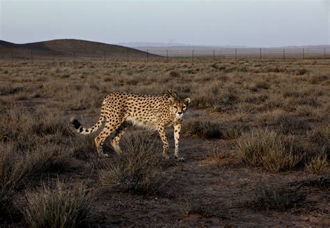 Cheetah Conservation: Efforts to Preserve this Endangered Species