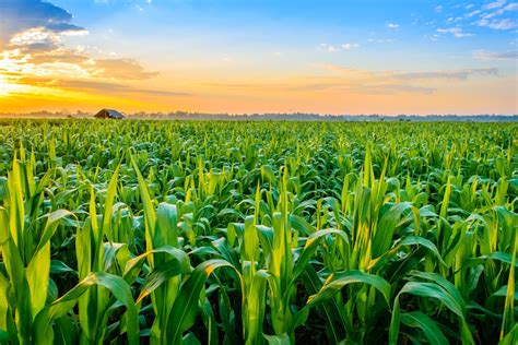 Choosing an Ideal Location for Your Corn Field