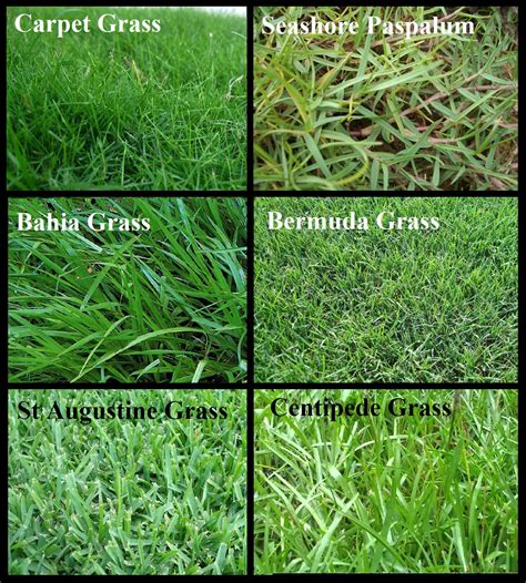 Choosing the Best Grass Variety for Your Yard