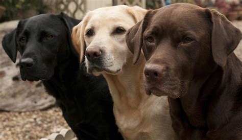 Choosing the Ideal Companion: Finding the Perfect Labrador Retriever for Your Unique Lifestyle