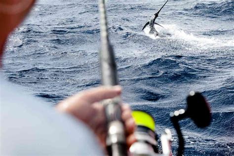 Choosing the Ideal Destination for Big Game Fishing