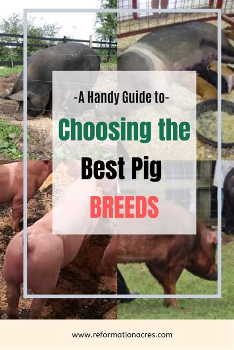 Choosing the Ideal Pig Breed to Suit Your Lifestyle and Needs