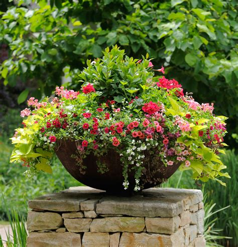 Choosing the Ideal Plant Container for Various Plant Species