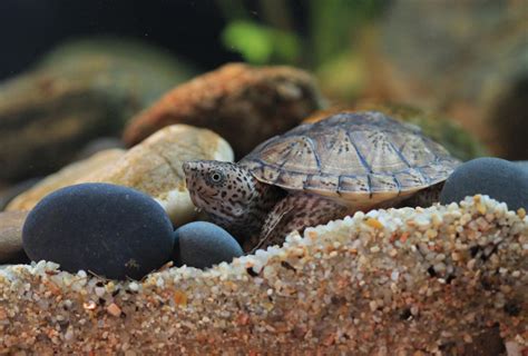 Choosing the Ideal Turtle: A Beginner's Guide