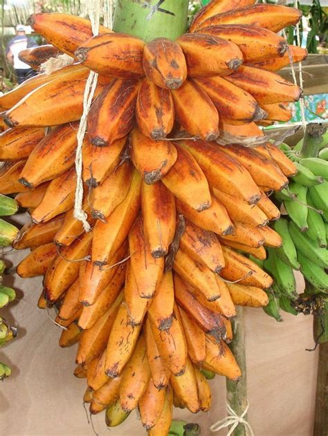 Choosing the Perfect Banana Varieties for Your Garden