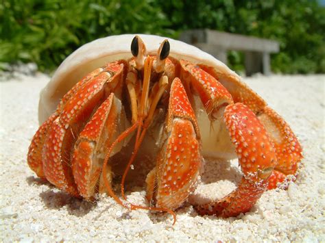 Choosing the Perfect Crab Species for Your Crustacean Cravings