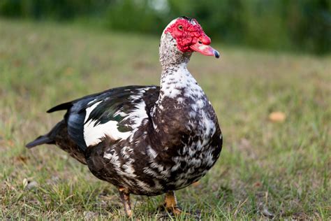 Choosing the Perfect Duck Breed to Suit Your Lifestyle