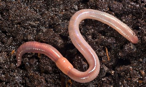 Choosing the Perfect Earthworms for Your Sustainable Soil Ecosystem