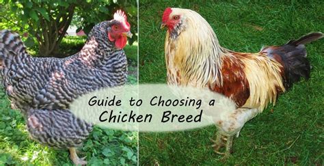 Choosing the Perfect Fowl Breed to Add to Your Flock