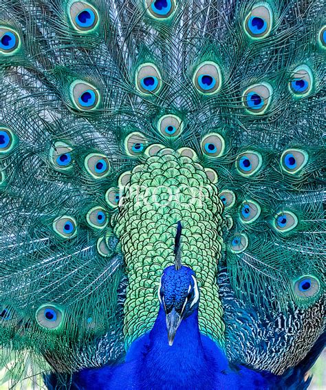 Choosing the Perfect Gear for Peacock Photography