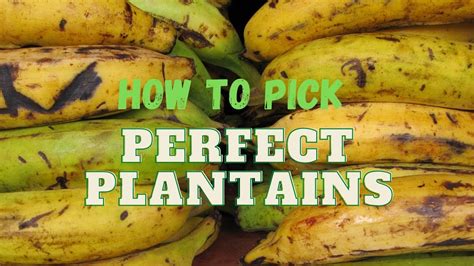 Choosing the Perfect Plantain: Tips for Selecting Robust and Productive Plants