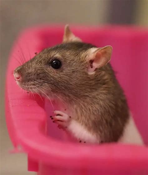 Choosing the Perfect Rat Breed to Suit Your Lifestyle