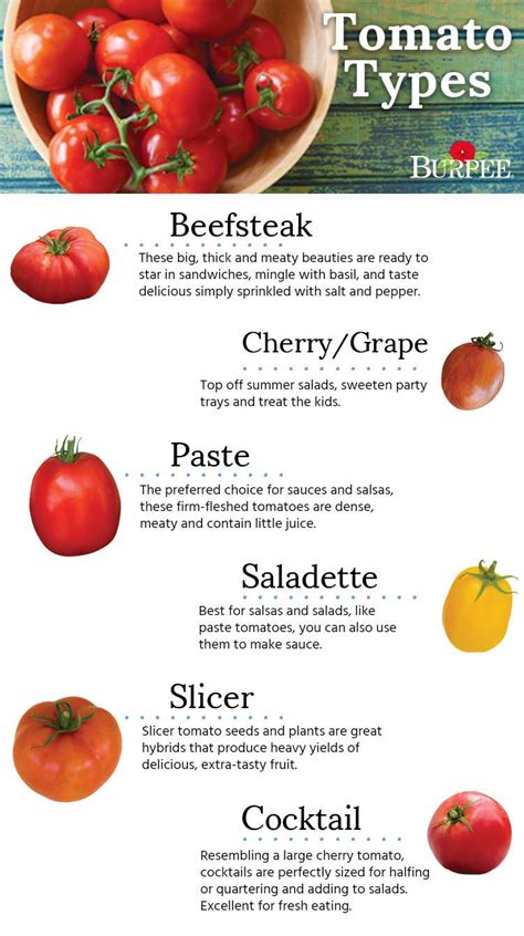 Choosing the Perfect Tomato Variety for Your Garden