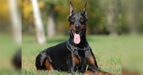 Choosing the Right Doberman Puppy: Your Path to Finding the Perfect Canine Companion