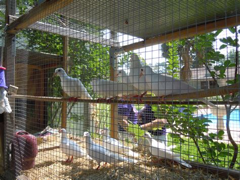 Choosing the Right Materials: Optimal Selections for Aviary Construction