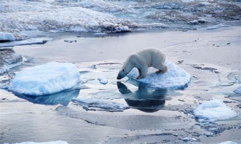 Climate Change: An Impending Threat to the Arctic's Majestic Creatures