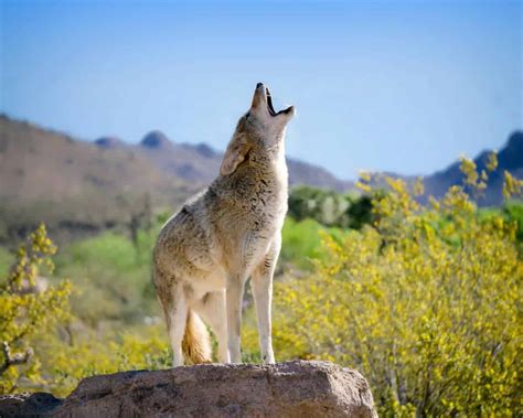 Coexistence and Conservation: Striking a Harmonious Balance with Coyotes in Nature and Dreams