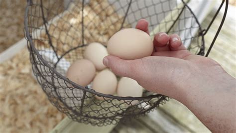 Collecting and Storing Eggs: Ensuring Freshness and Quality