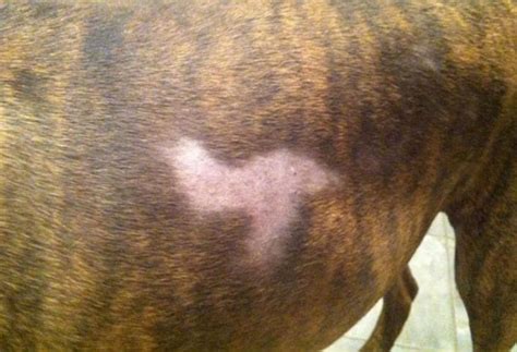 Common Causes and Symptoms of Canine Hair Loss