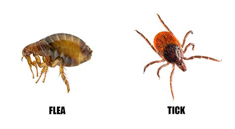 Common Dream Scenarios: Analyzing Different Situations Involving Fleas and Ticks