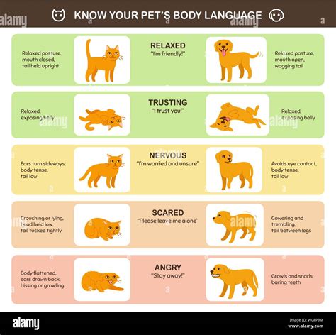 Common Emotions and Feelings Associated with Feline Acrobatics on the Cranium