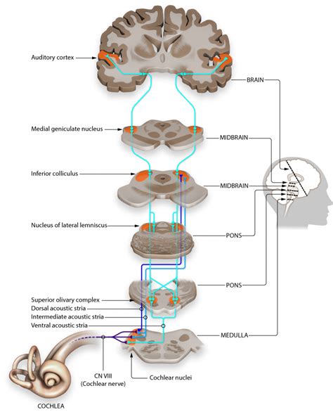 Common Explanations for Dreams Involving the Descending of the Auditory Organ