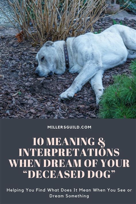 Common Explanations for Experiencing Dreams Involving the Demise of Canine Companions