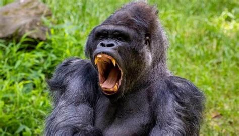 Common Feelings and Encounters Associated with Incidents Involving Gorilla Aggression