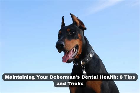 Common Health Issues and How to Maintain Your Doberman Companion's Well-being