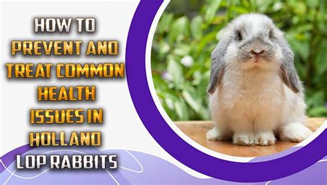 Common Health Issues in Rabbits: Identifying and Preventing Potential Problems