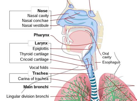 Common Themes Related to the Presence of Blood in the Nasal and Oral Cavities