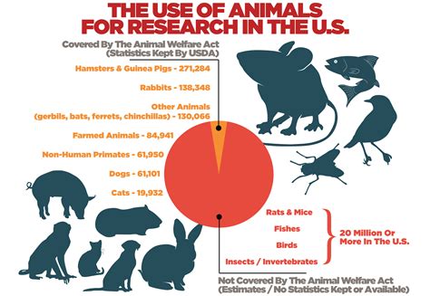 Common Theories on the Reasons Behind Dreams Involving Pursuing Rodents