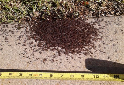 Common Triggers for Dreams of Ants Swarm