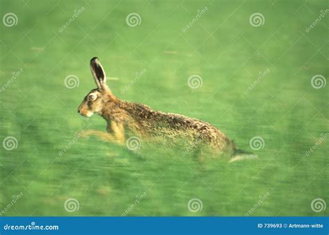 Common Variations of Hare-Related Dreams: Escaping, Catching, and Watching